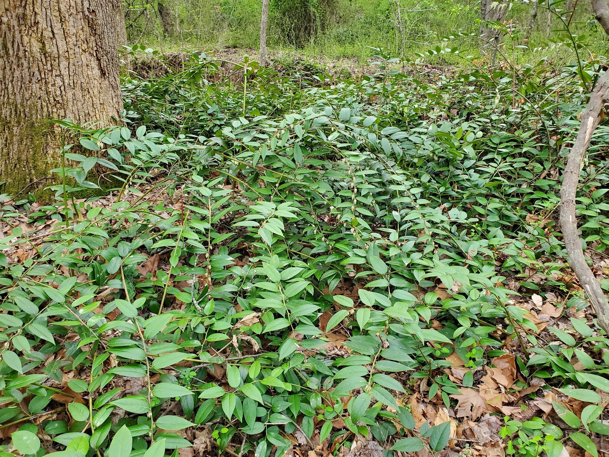 Resurging after severe pruning