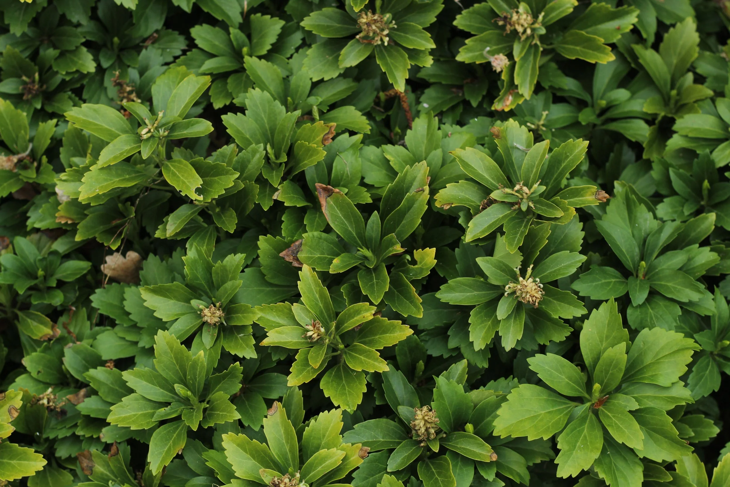 Pachysandra as Evergreen Groundcover