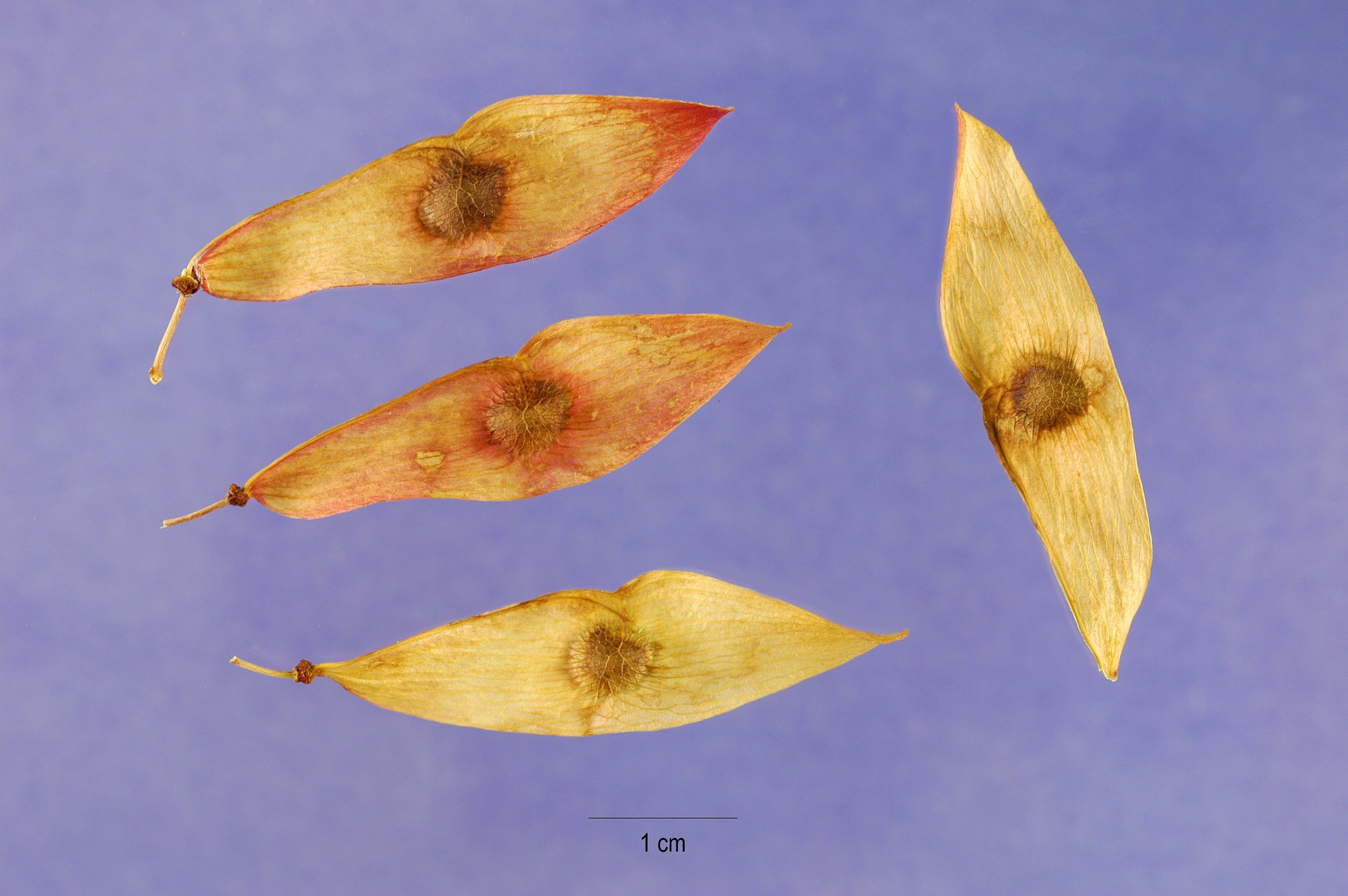 Dried seeds. Photo by Steve Hurst @ USDA-NRCS PLANTS Database - USDA PLANTS Database, Public Domain, 