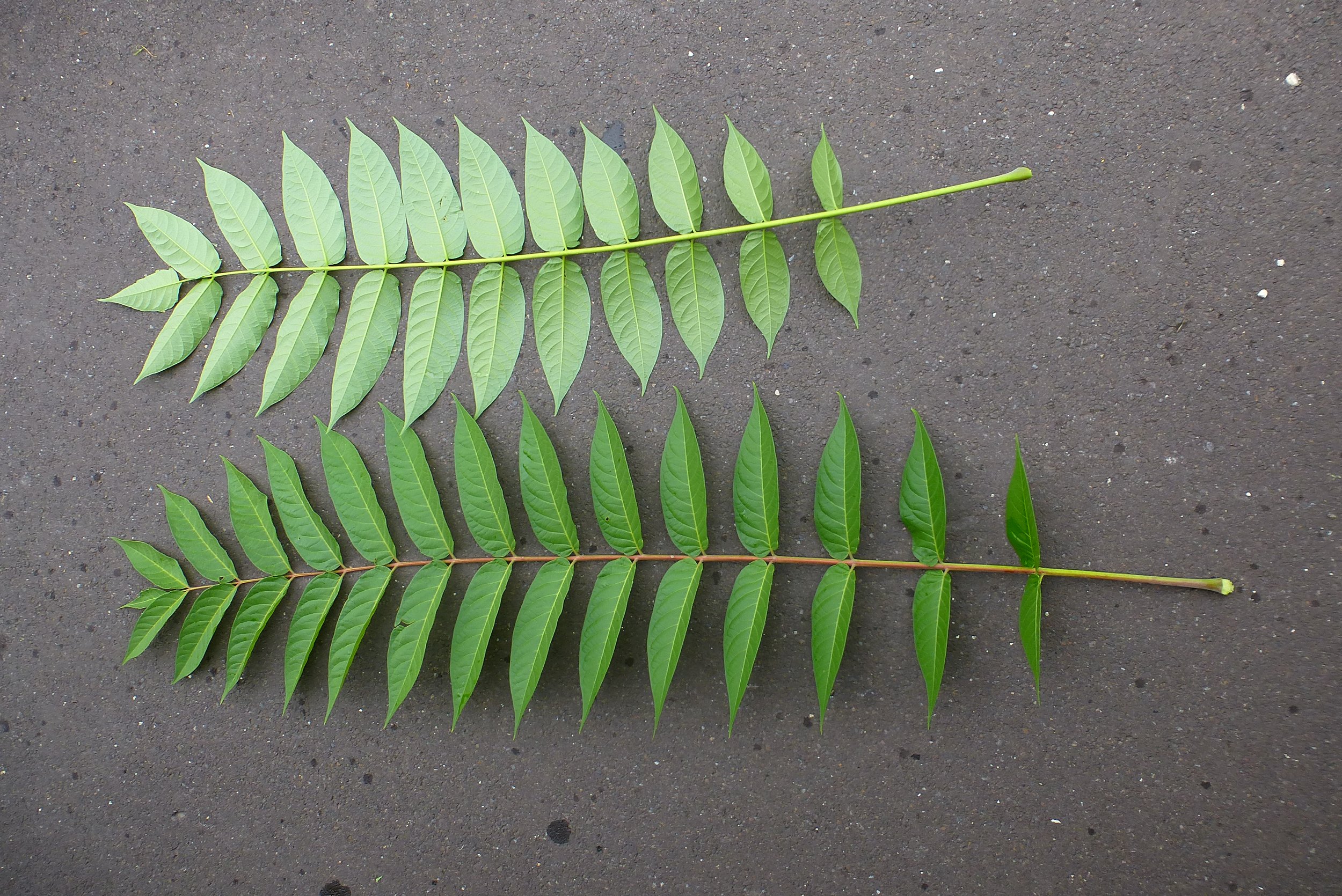 Two leaves. Photo by By PflanzenVielfalt.NET - Own work, CC BY-SA 4.0