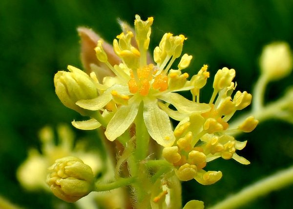 Sassafras flowers. Photo by Brenda Dobbs--CC-BY-NC 4.0