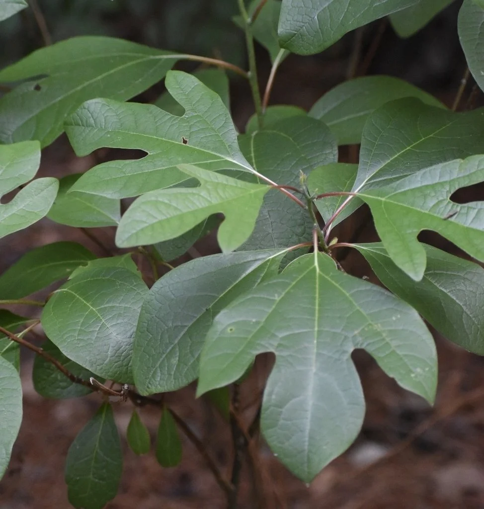 Lobed sassafras leaves. Photo by Cathy DeWitt--CC-By-NC 4.0