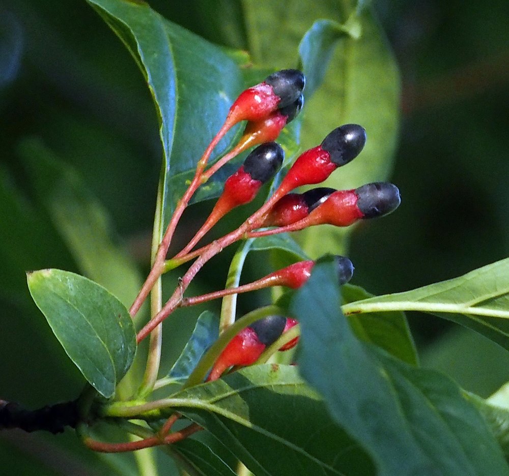 Sassafras fruit. Photo by Ken Potter CC BY-NC 4.0