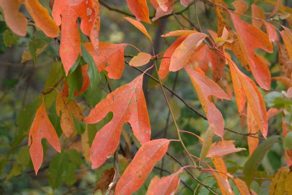 Sassafras in fall. Photo by Jim Robbins CC BY-NC-ND 4.0