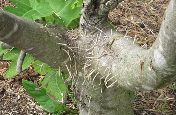  Female Ambrosia beetles dig tunnels to lay eggs and create toothpick-like structures that come out of the tree trunk. Photo Credit: NC Cooperative Extension