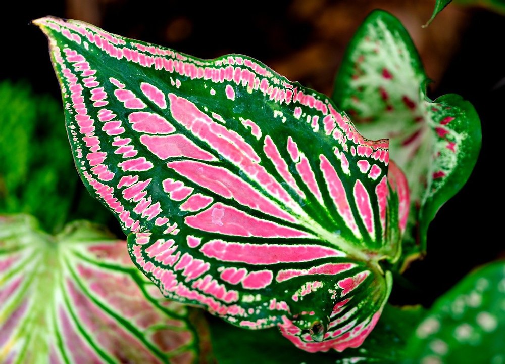 caladium-7947886_1280.jpg