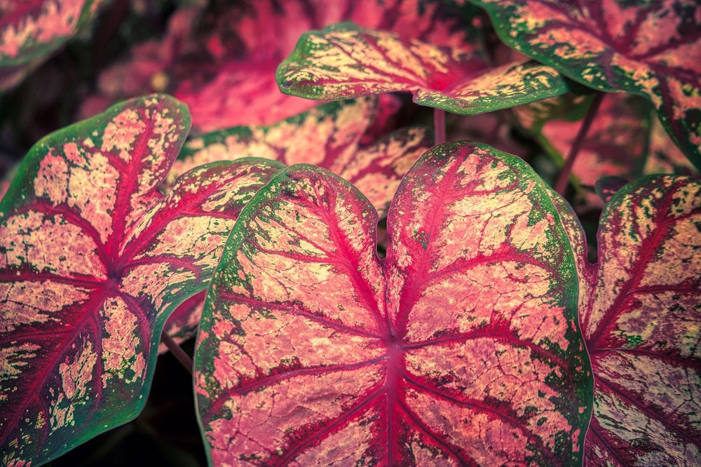 caladium-7285934_1280.jpg