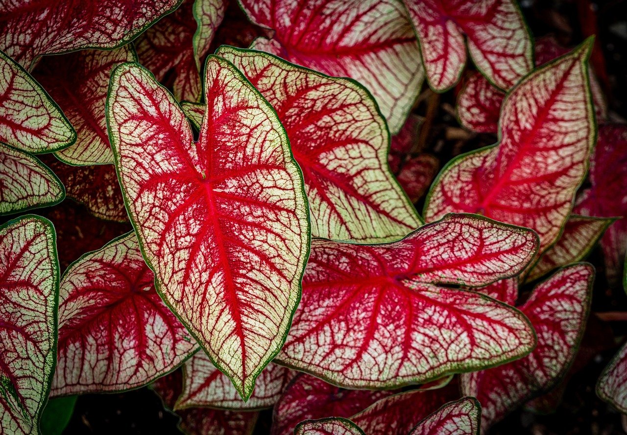 caladium-tapestry-6508279_1280.jpg