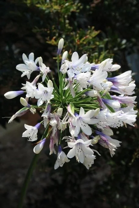 Closeup of bicolored flower