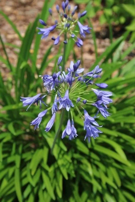 Agapanthus or Lily-of-the-Nile for Containers or Ground