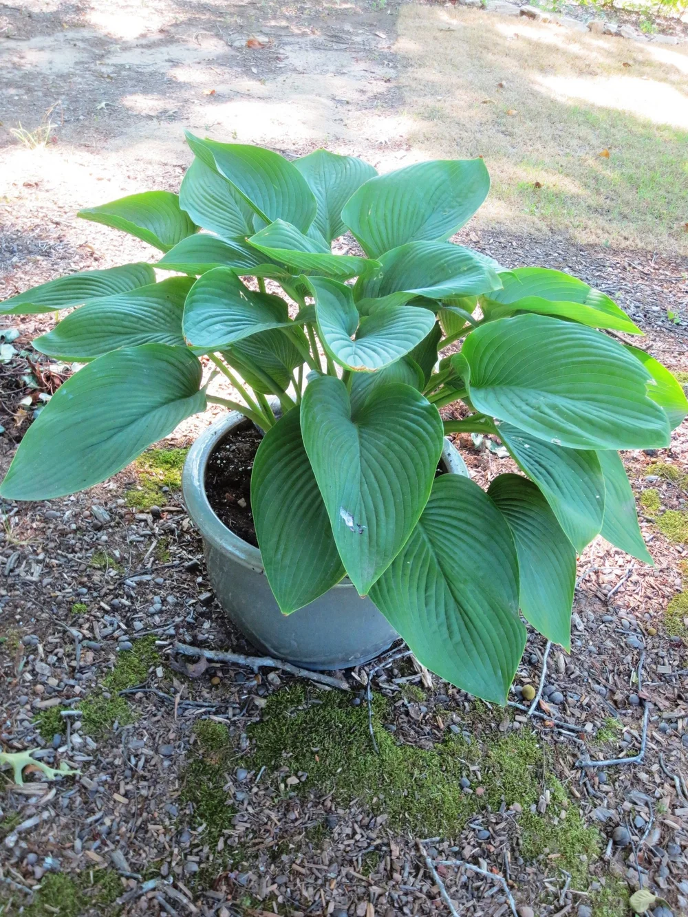 Hosta 'Empress Wu' in container
