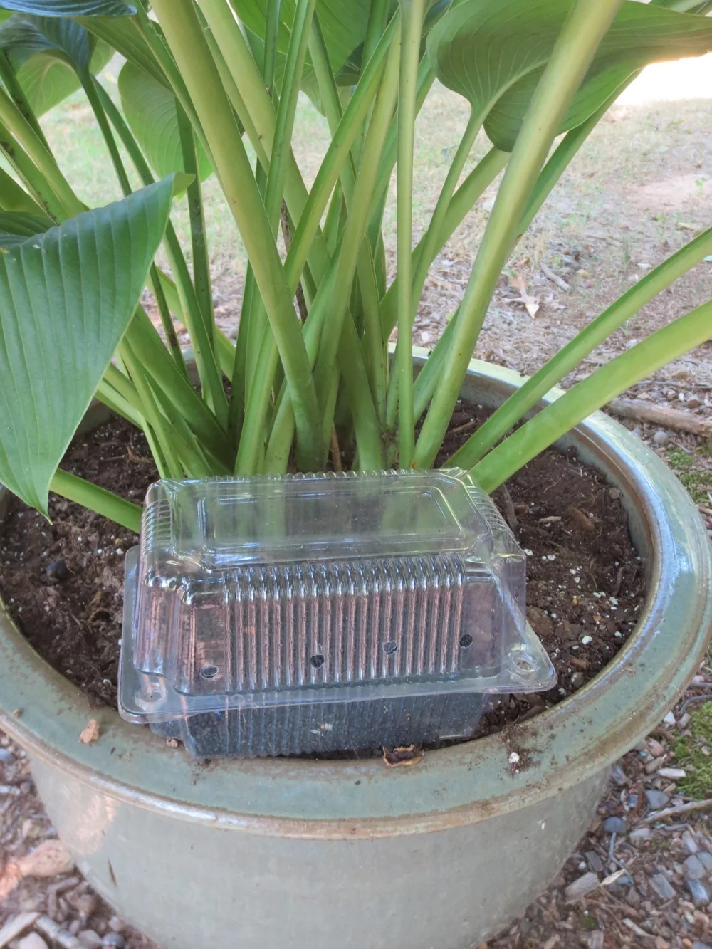 Milorganite hidden by leaves