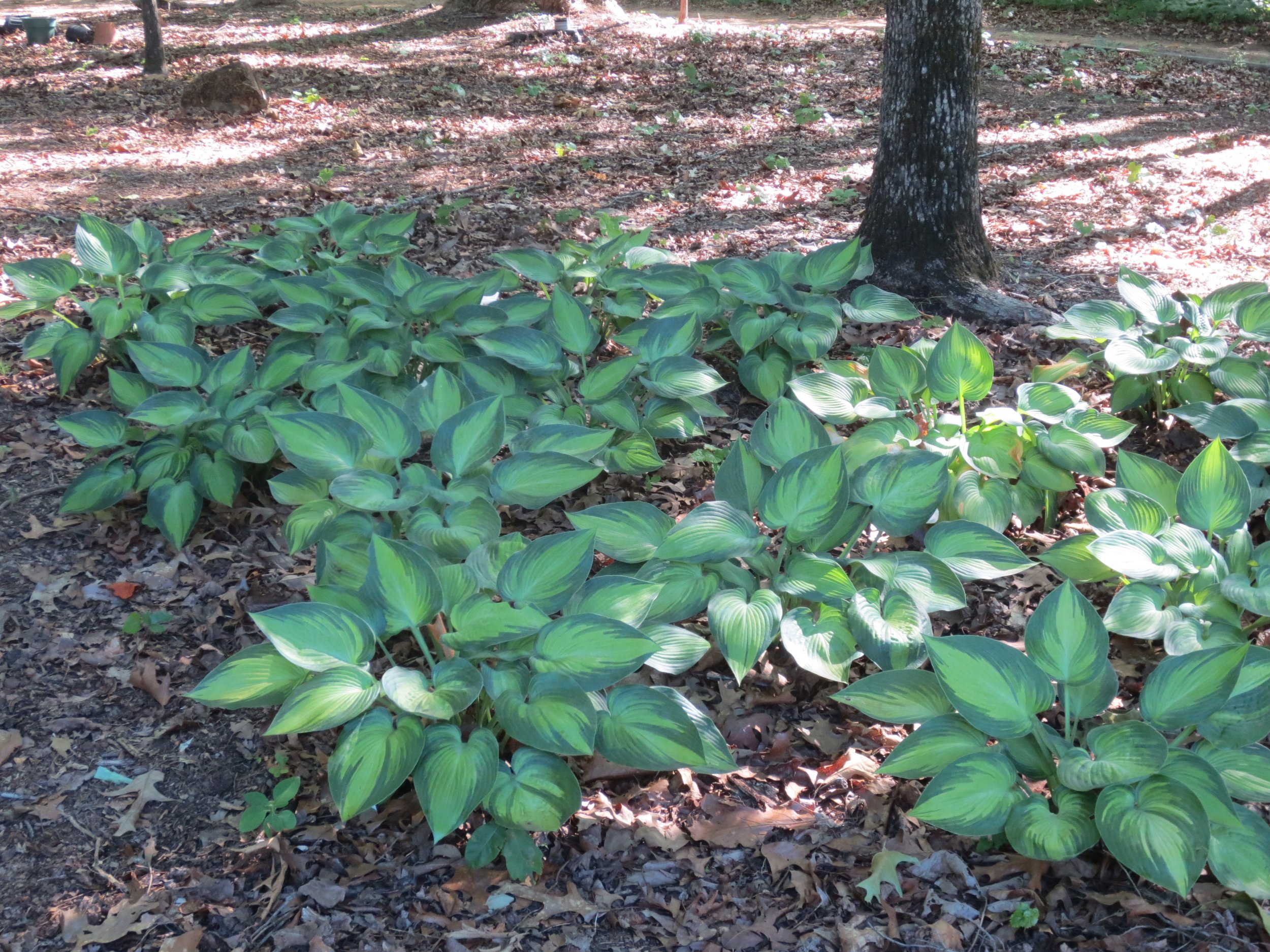 Hosta 'June' in the shade garden