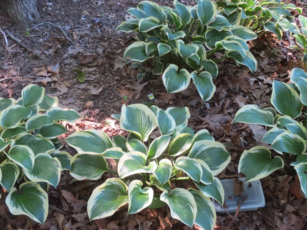 Hosta' 'Queen Josephine' with Milorganite
