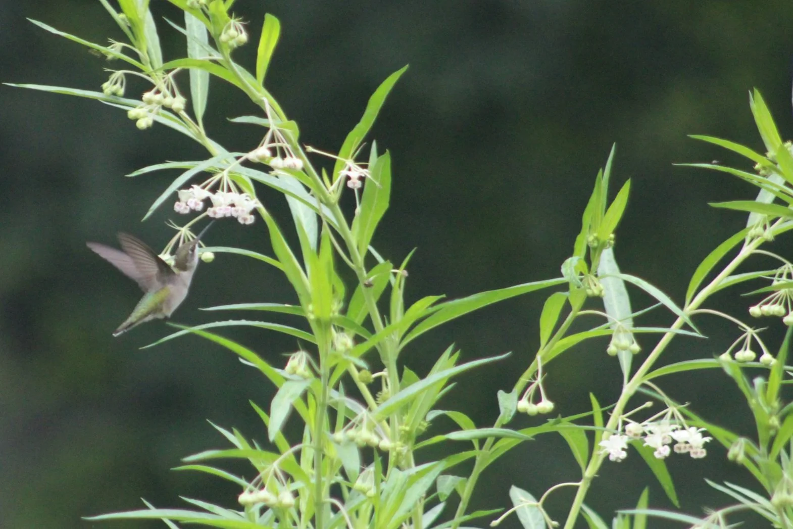 Hummingbirds Fight Over This Plant