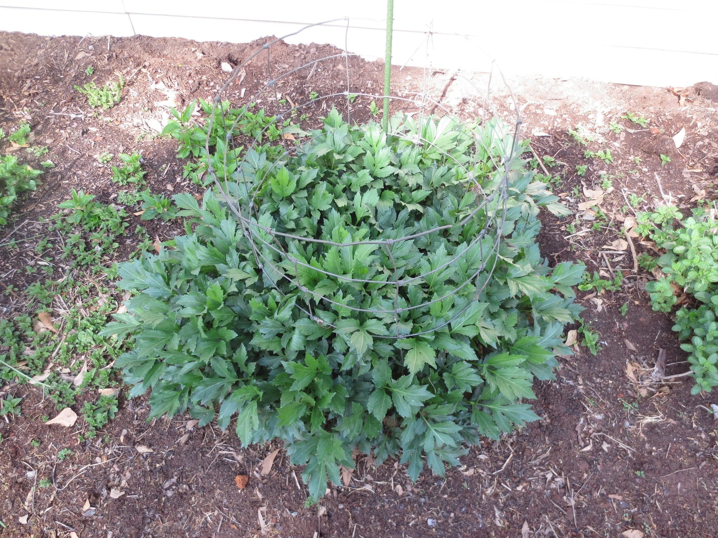 Caged plant in early spring