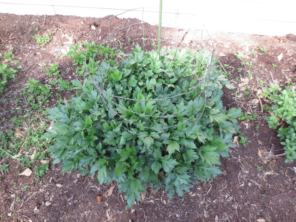 Caged plant in early spring