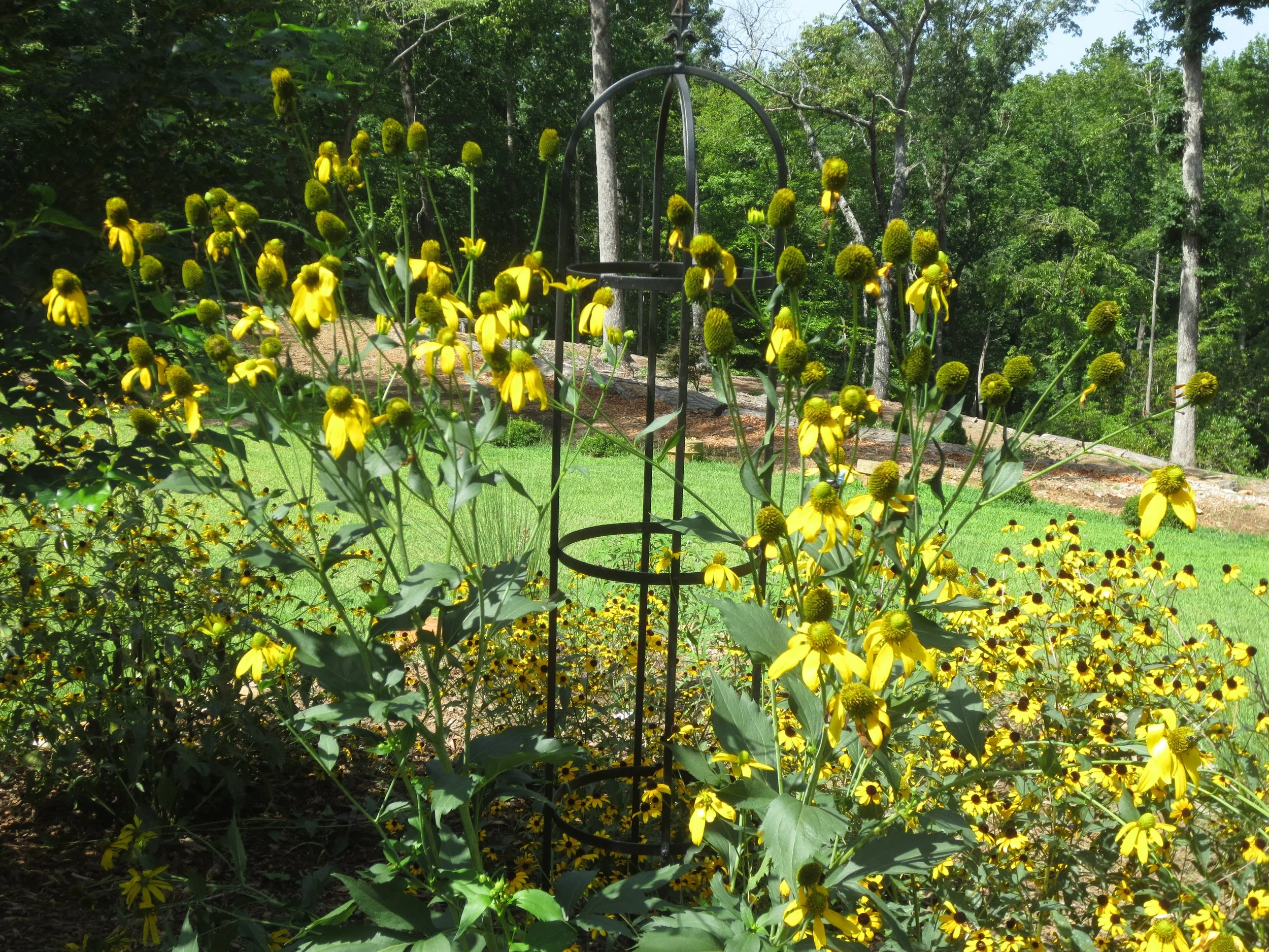 A Tall Coneflower for Masses of Flowers