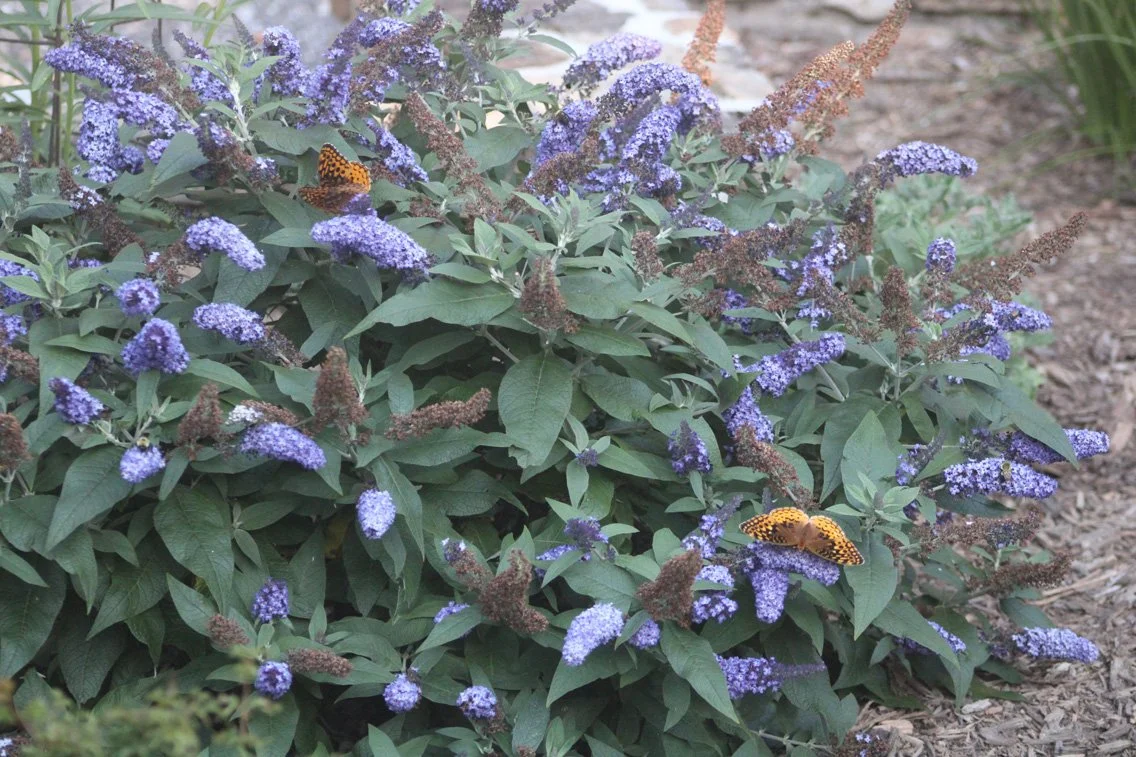 New, Well-Behaved Butterfly Bushes