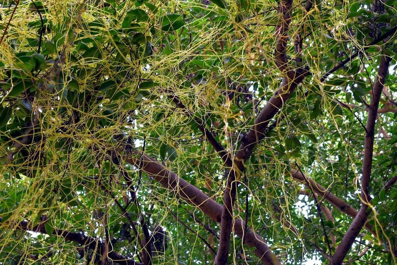 It's a Plant-Eat-Plant World