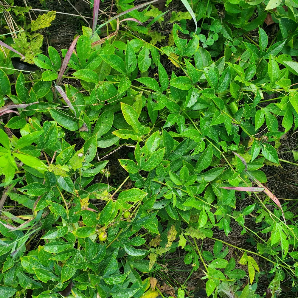 Maypop thicket