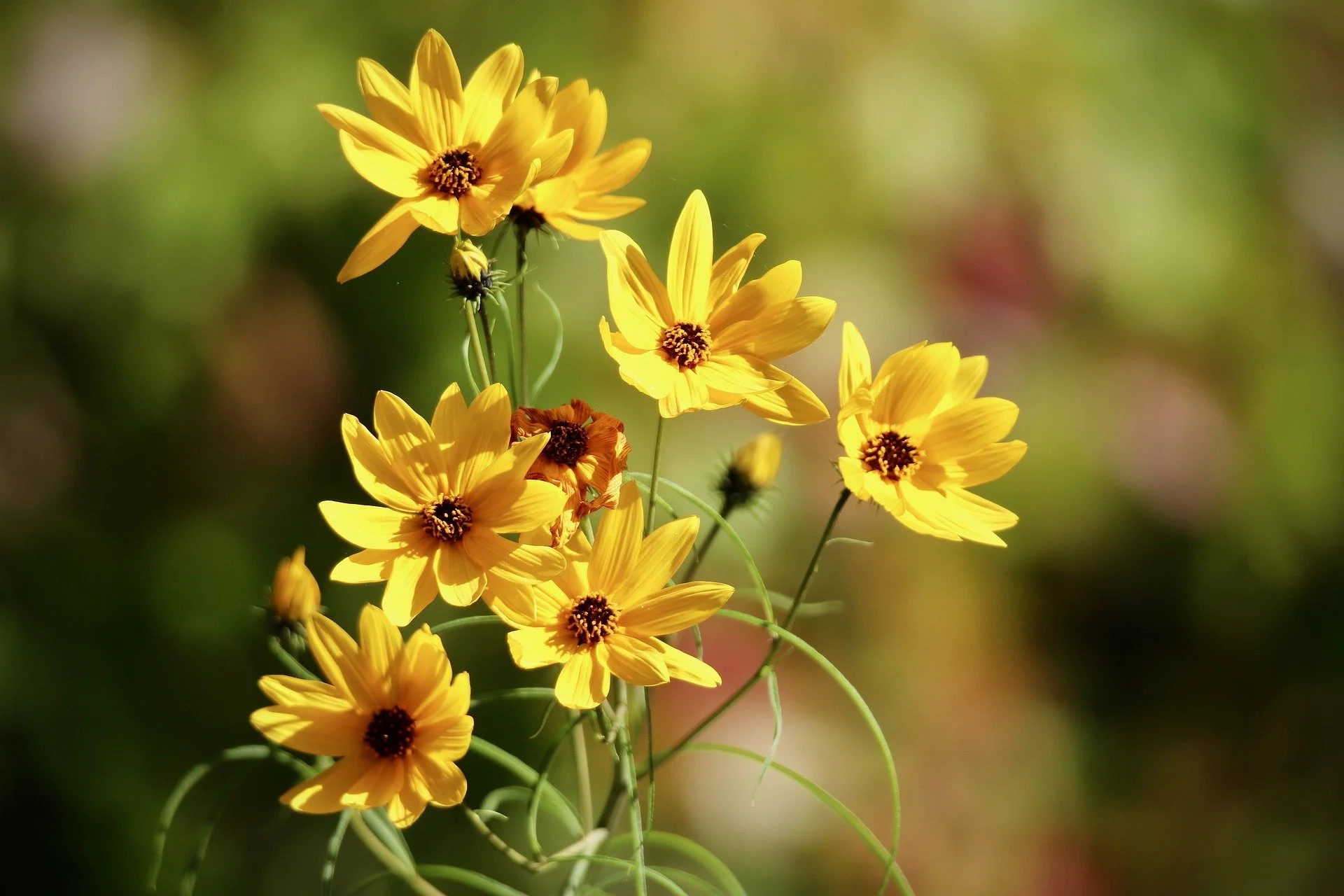 Helianthus for Sunny Yellow Fall Flowers