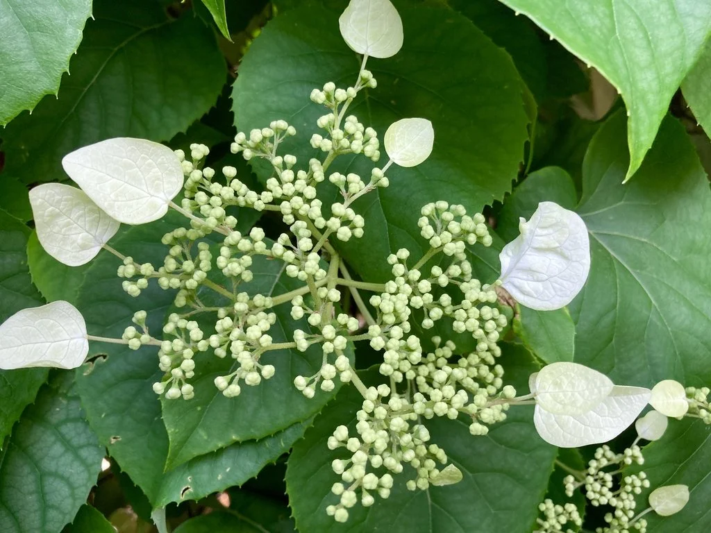 False Hydrangea, Ann Hamze CC BY 4.0