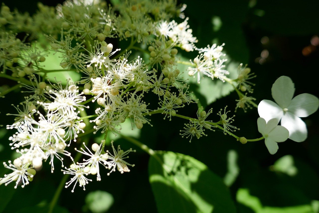 Climbing Hydrangea to Clothe a Tree Trunk