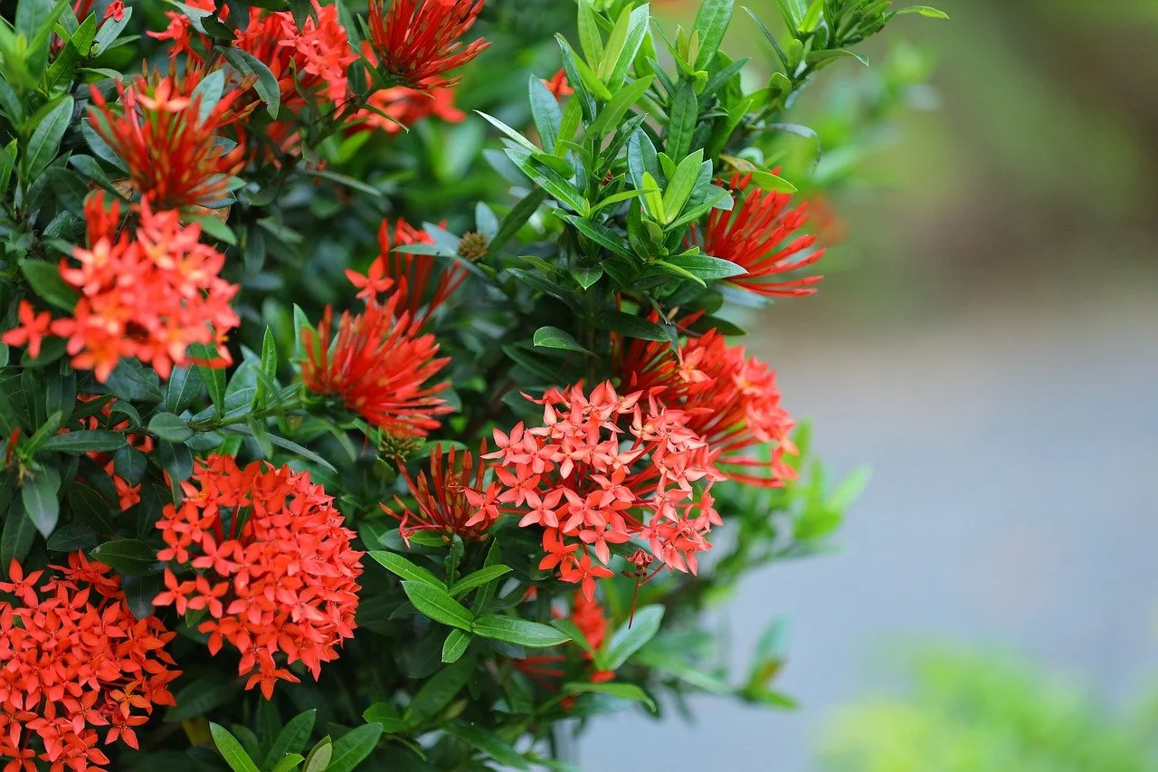 Ixora for Color Impact