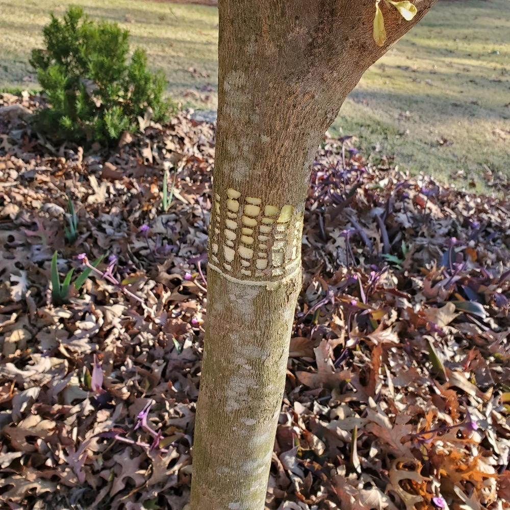 Sapsucker damage to bark
