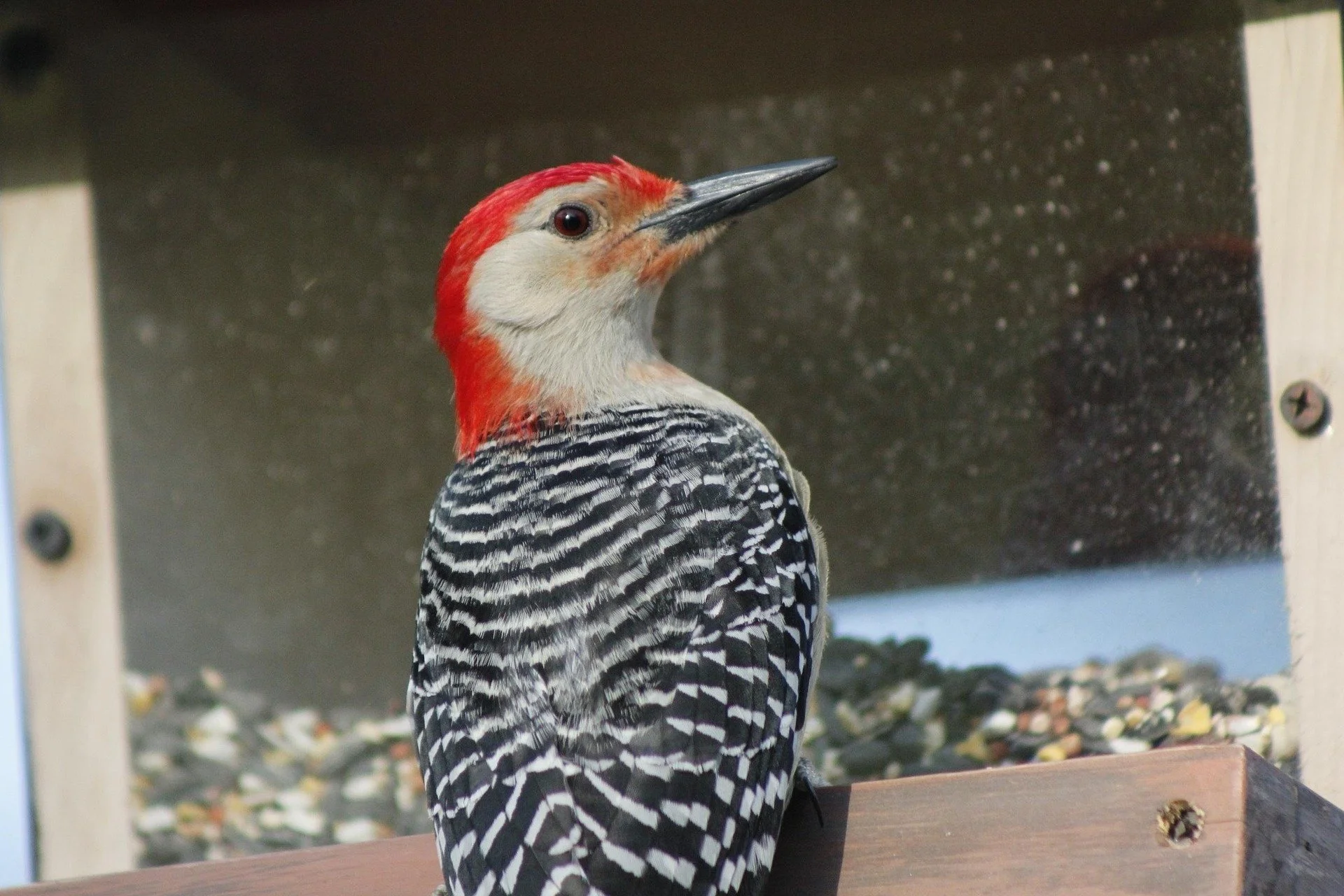 Redbellied sapsucker