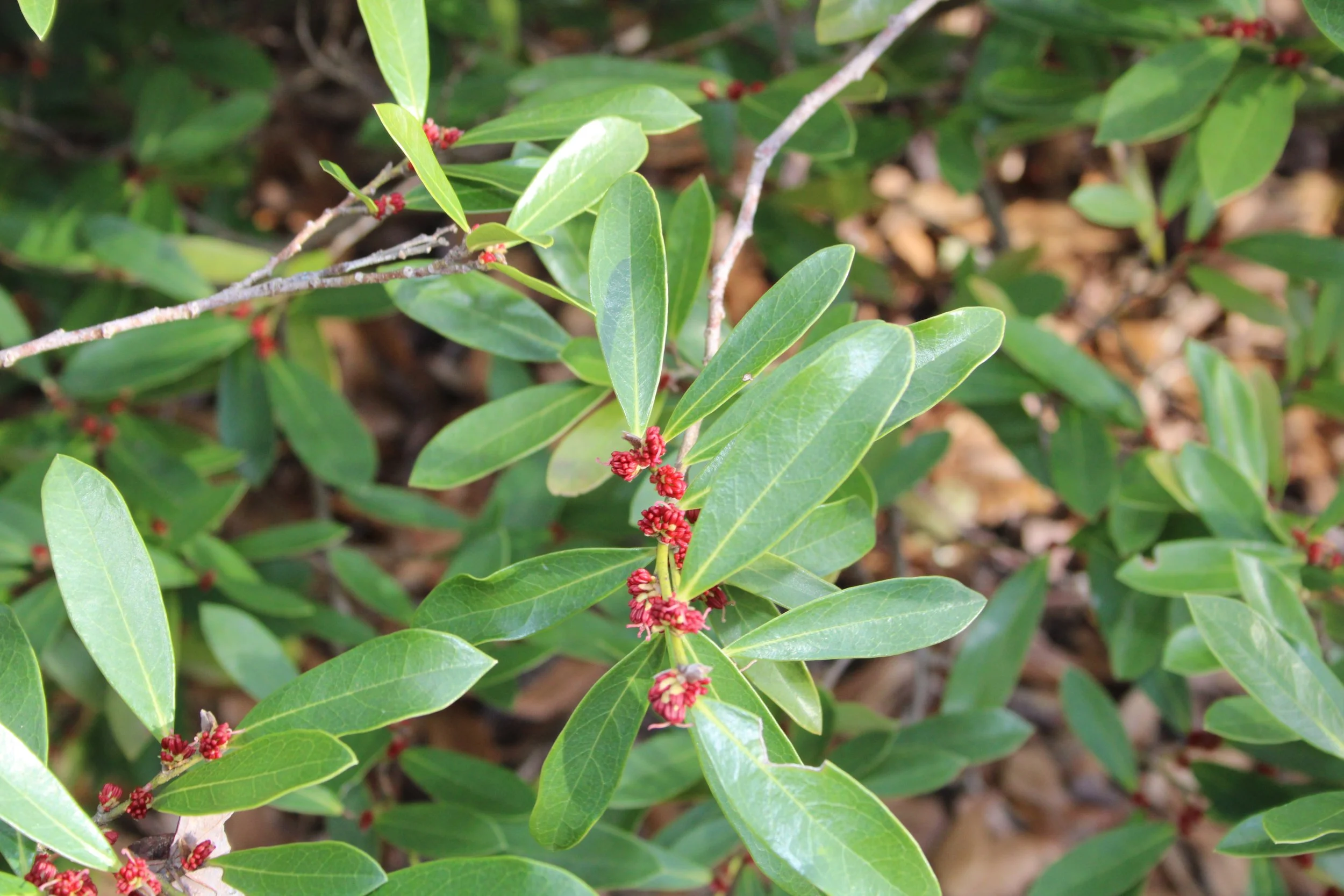 Perfect Shrub For Lazy Gardeners