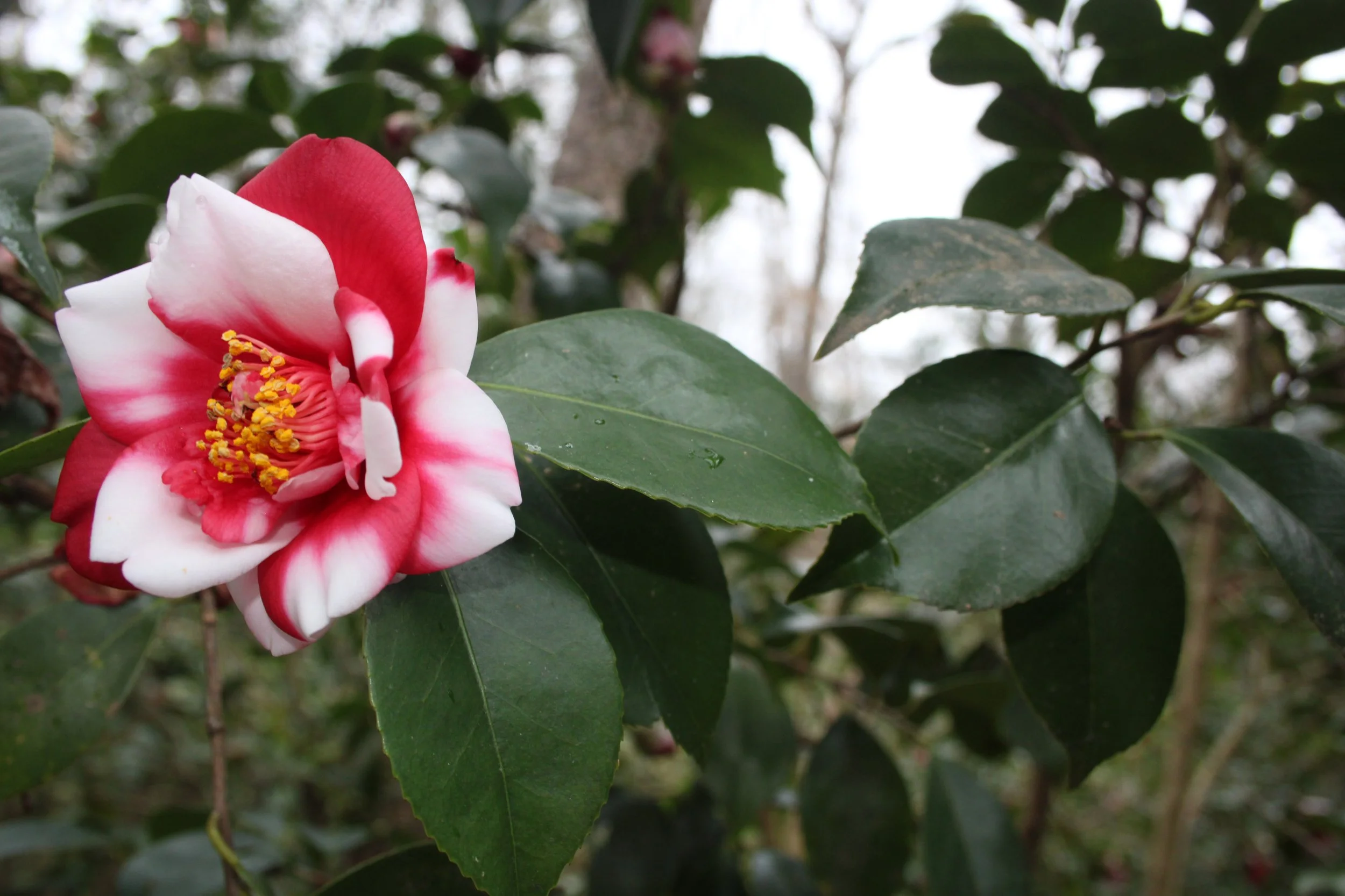 Choose Camellias for Winter Flowers