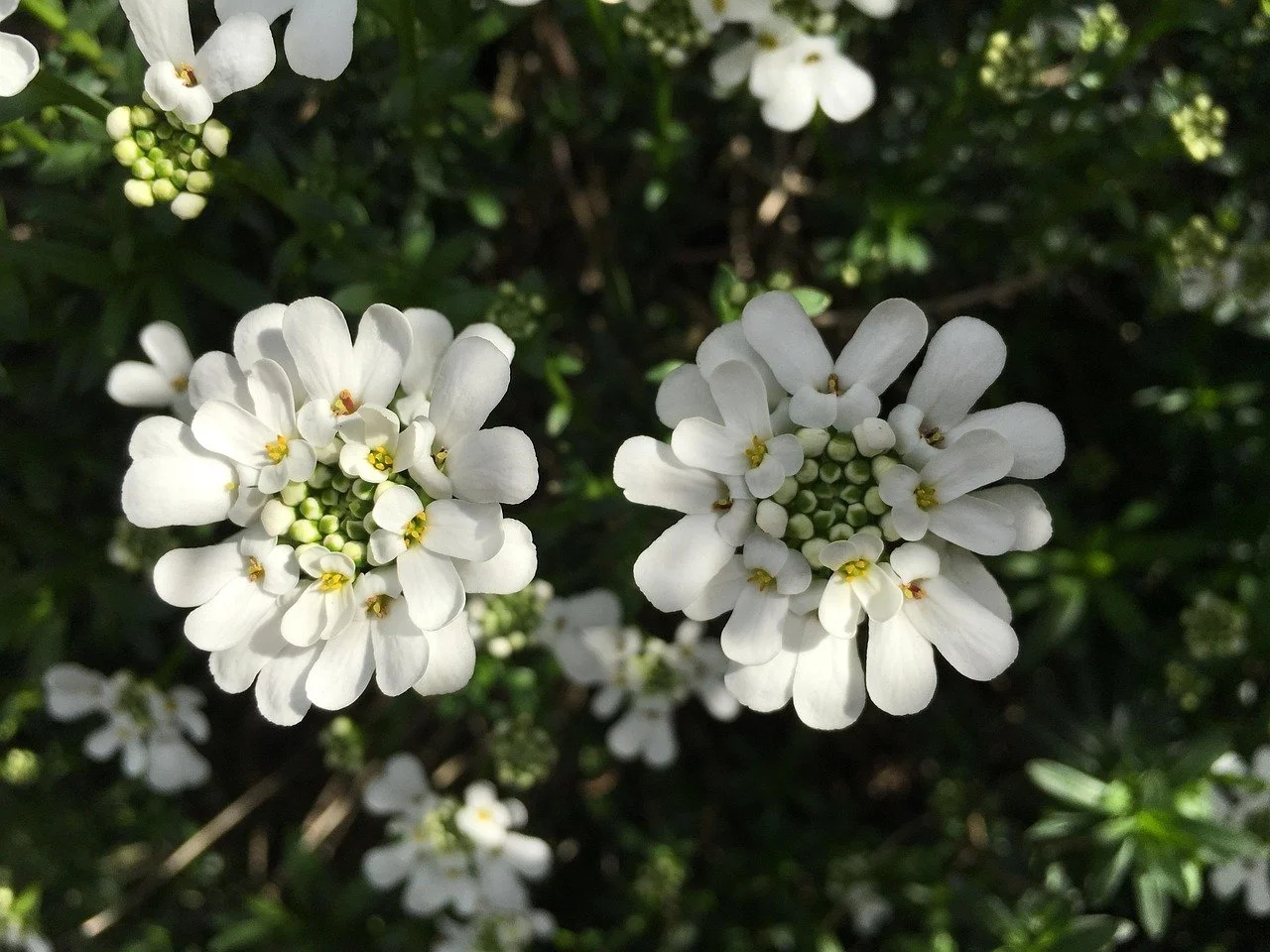 Old Fashioned Candytuft for Early Spring Flowers
