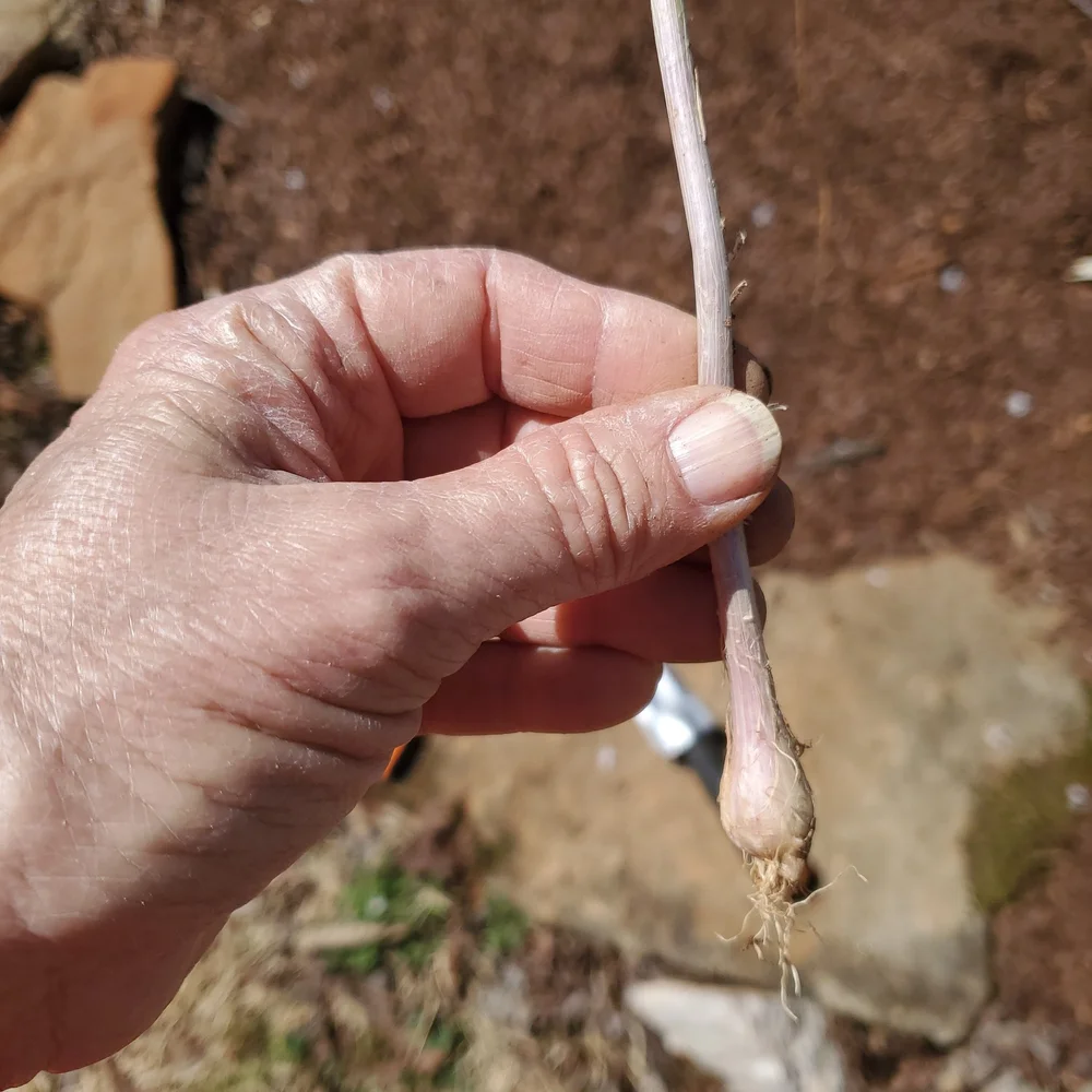 Teardrop shaped bulbs
