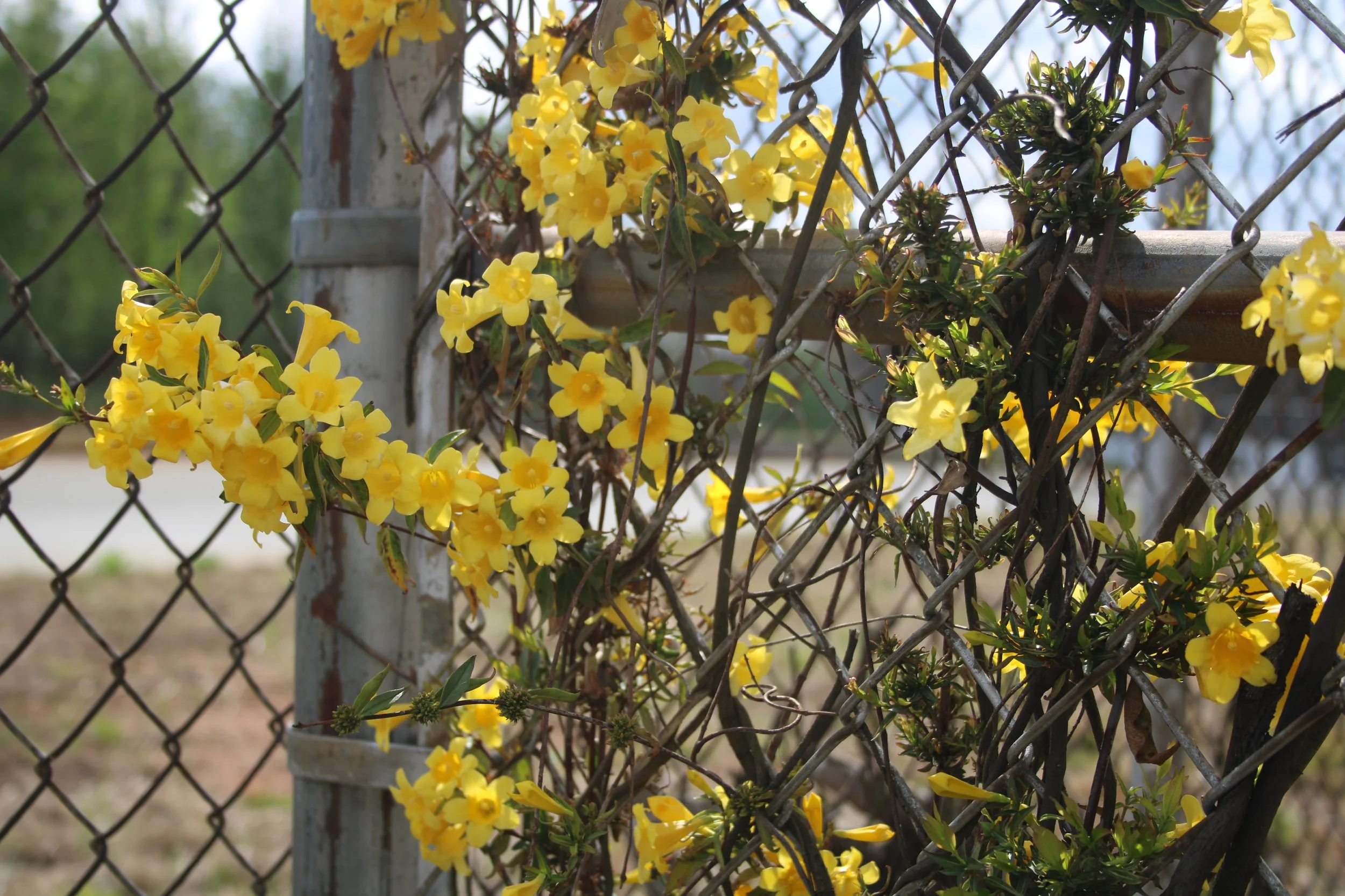 Native Vine for Bright Yellow Spring Flowers