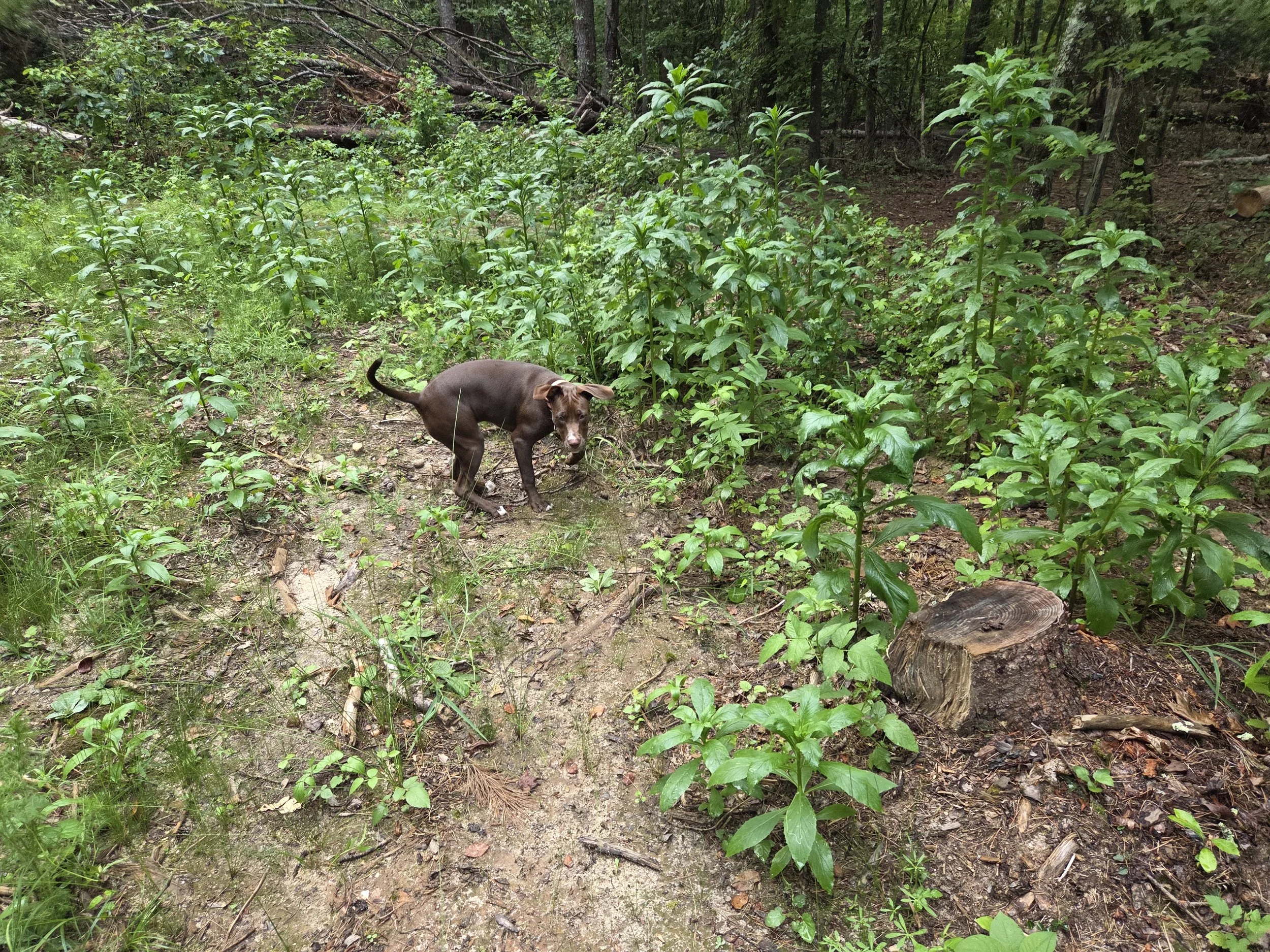 Burnweed and Piper, in disturbed area where tree fell