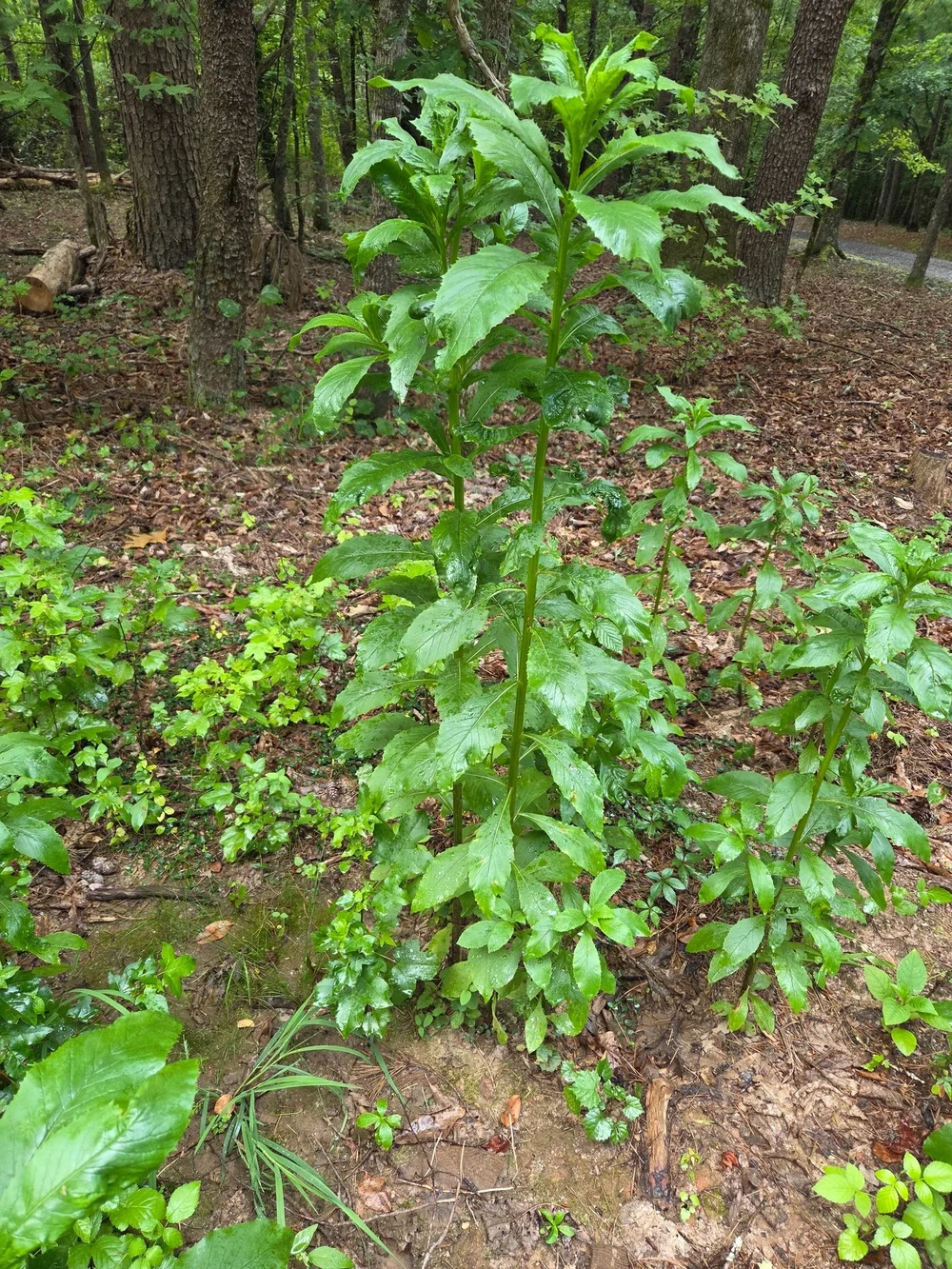 Burnweed gets tall