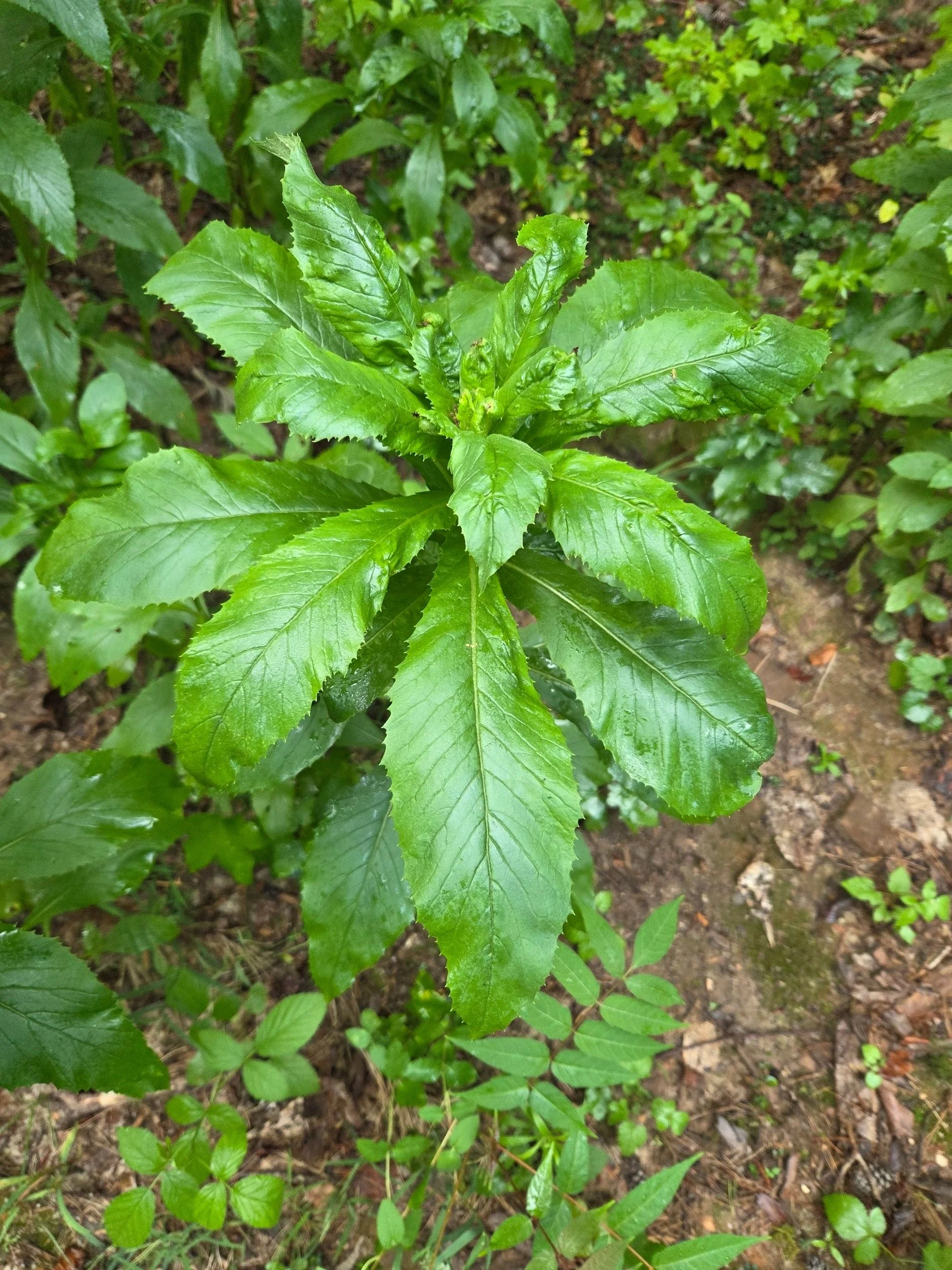 Rambunctious Burnweed