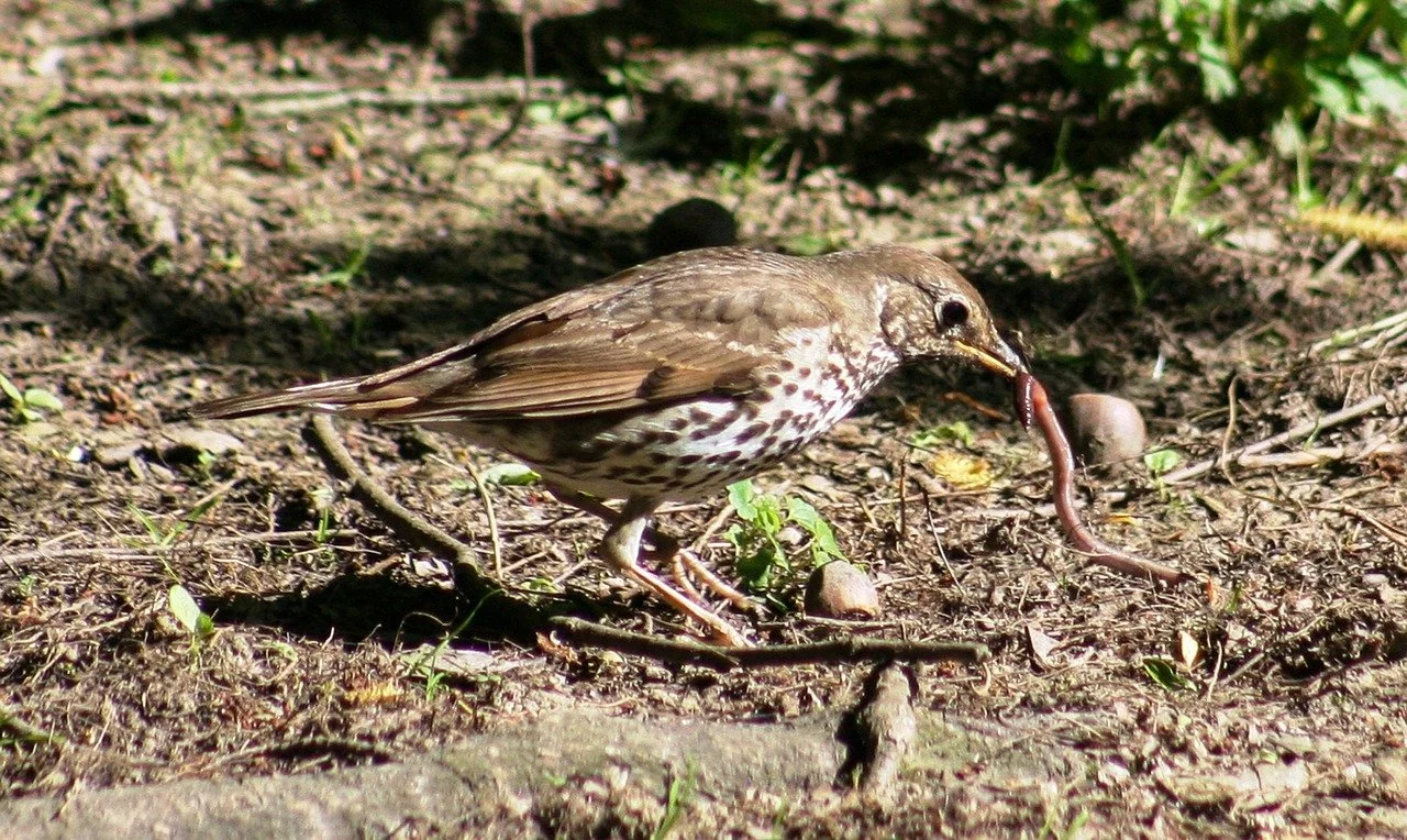 Guest Blog: Jumping Earthworms