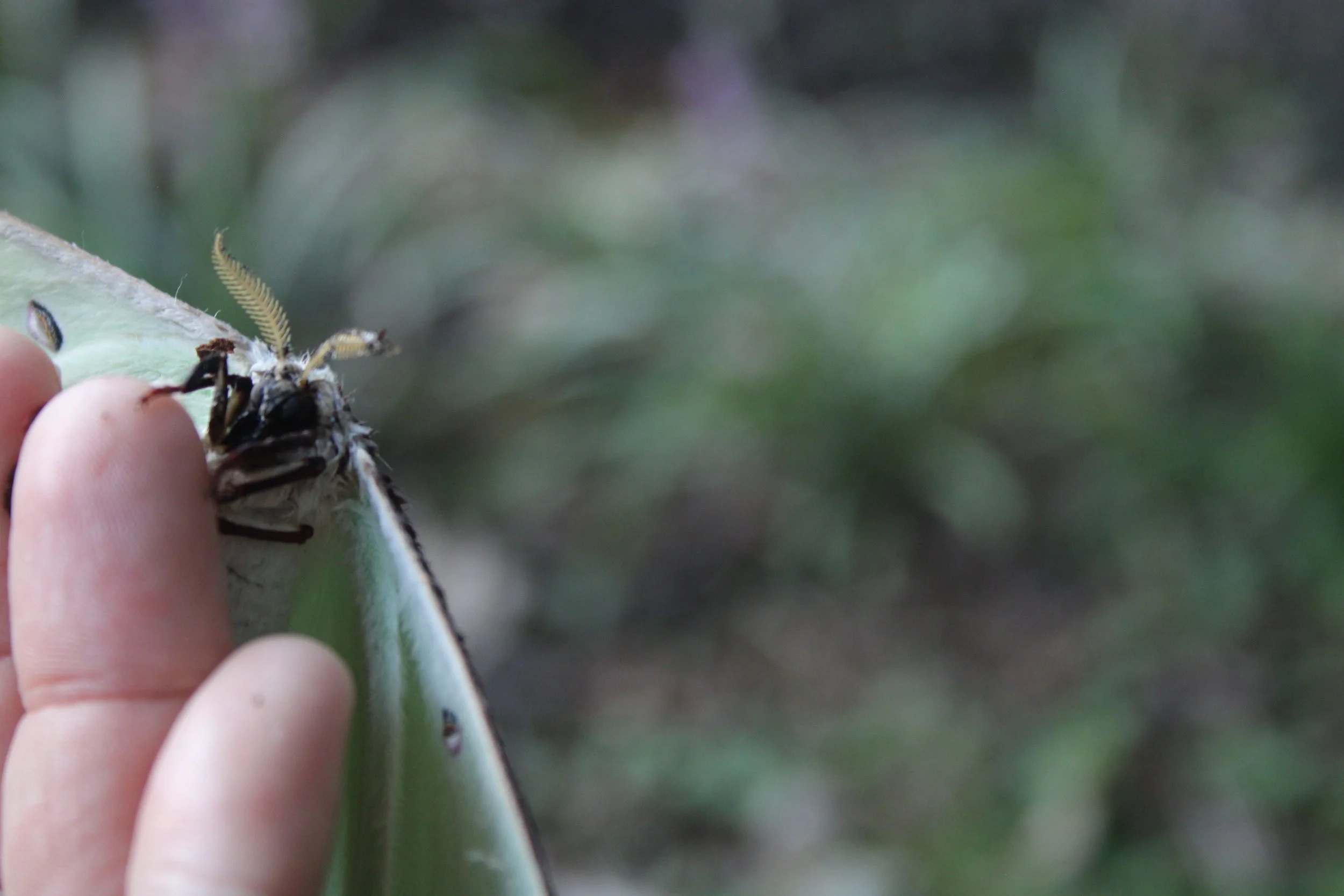 Luna moth feather antennae