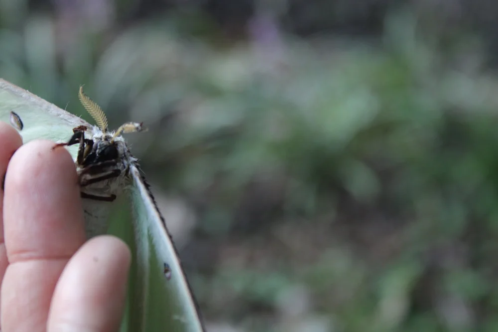 Luna moth feather antennae