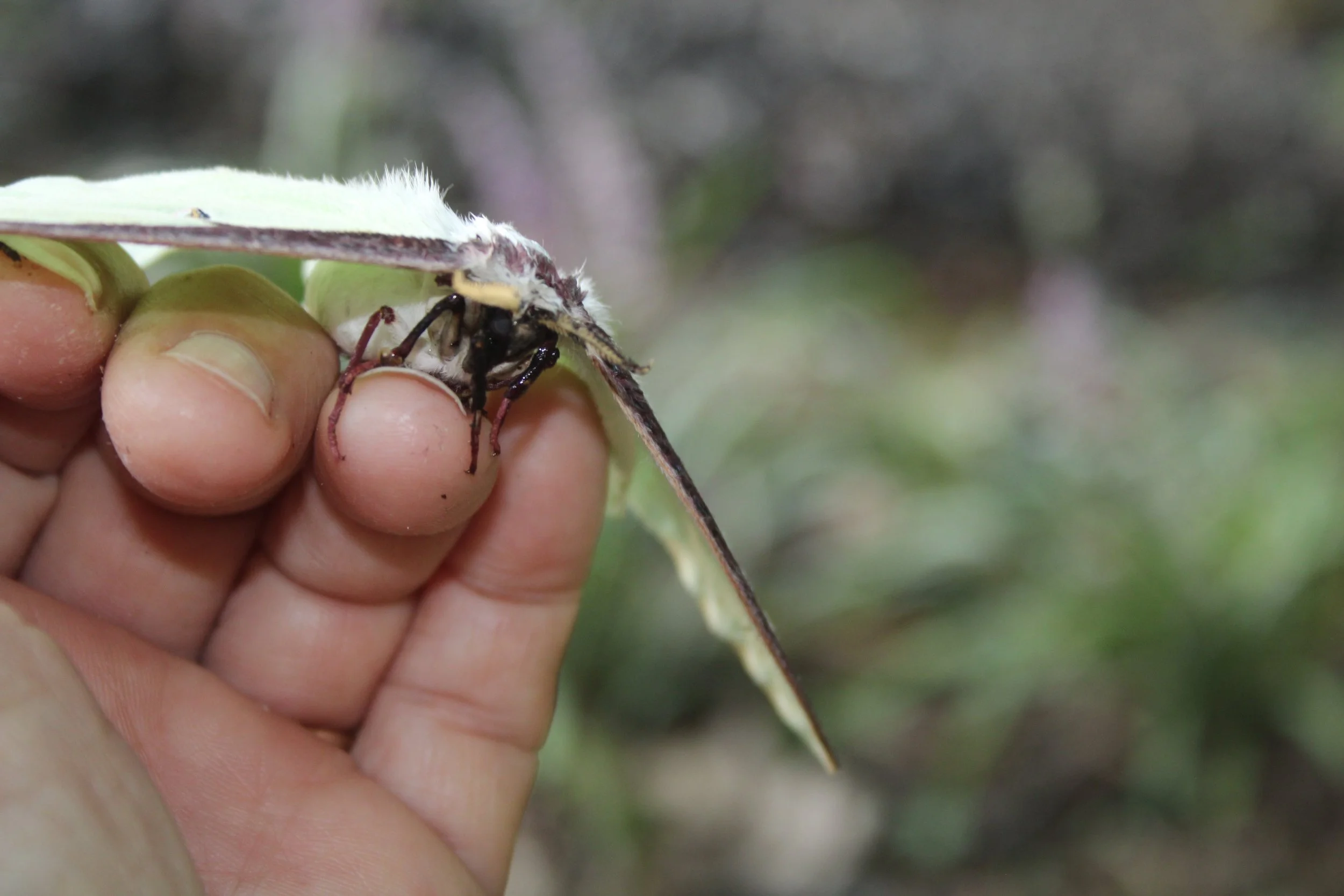 Luna moth on hand