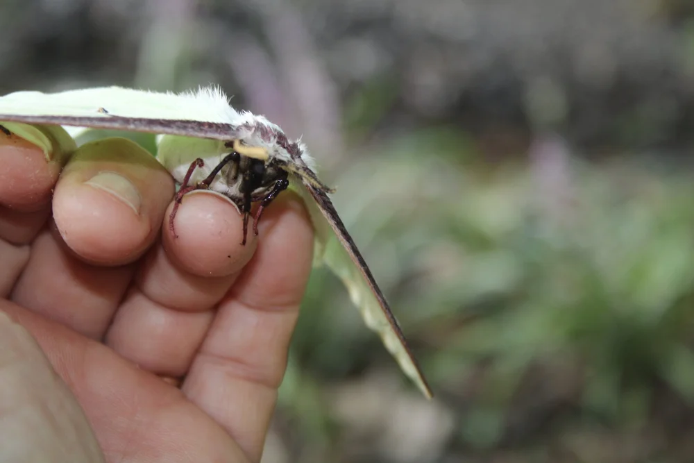 Luna moth on hand