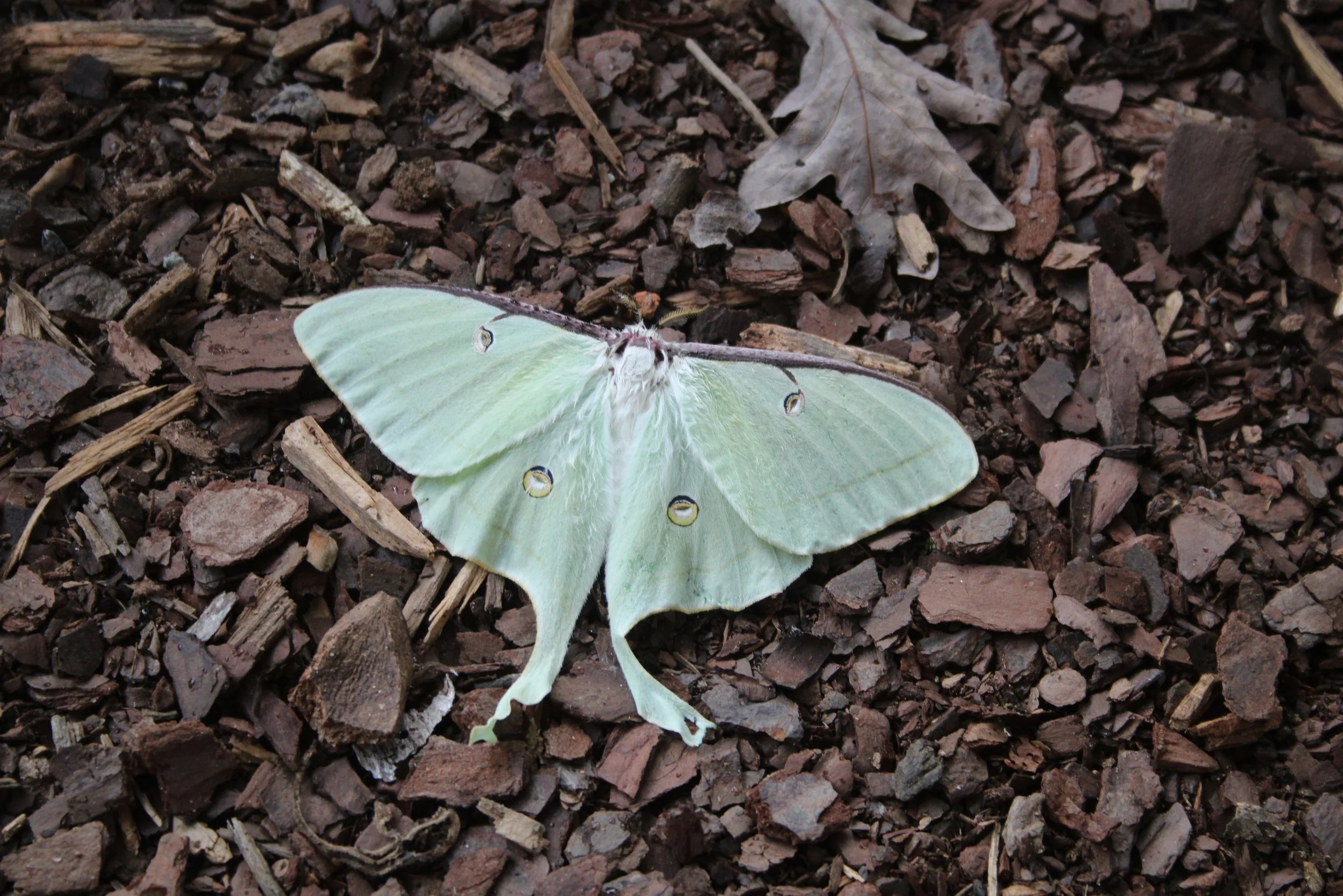 Luna moth on mulch