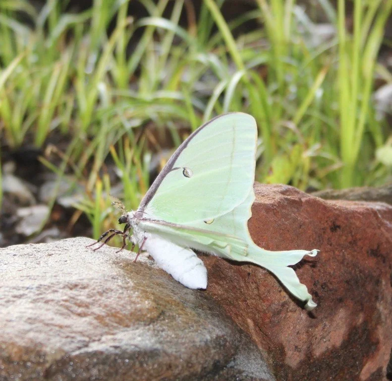 Luna moth fuzzy body.JPG