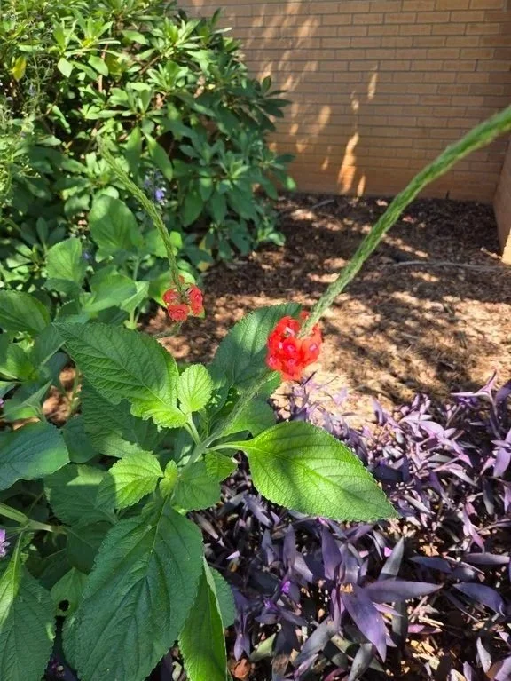 Coral-red Porterweed