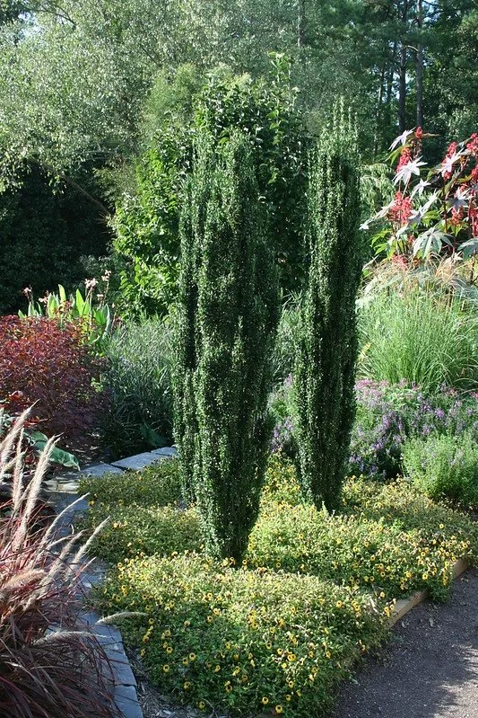 'Sky Pencil" Holly Gardening Solutions CC BY-NC 2.0