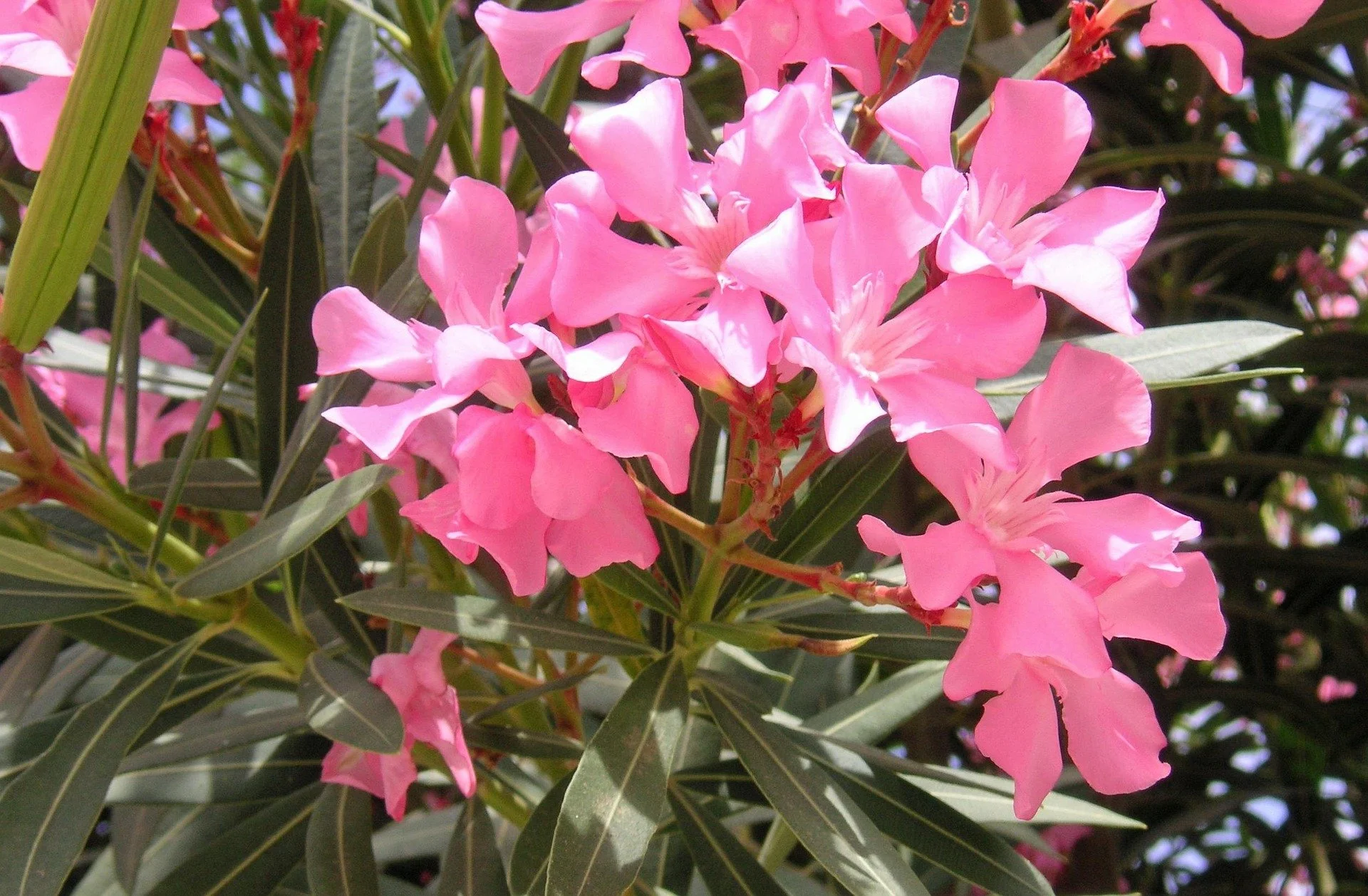 Oleander, Beach Shrub and Greek Myth