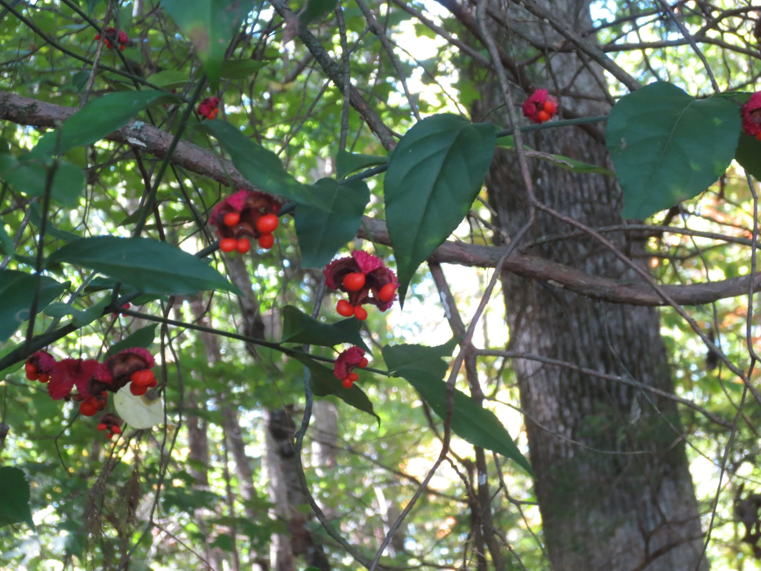 Romantic Name for a Native Shrub